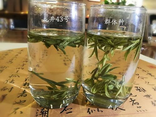 烏牛早和龍井的區(qū)別圖片，龍井43號(hào)和烏牛早茶的對(duì)比