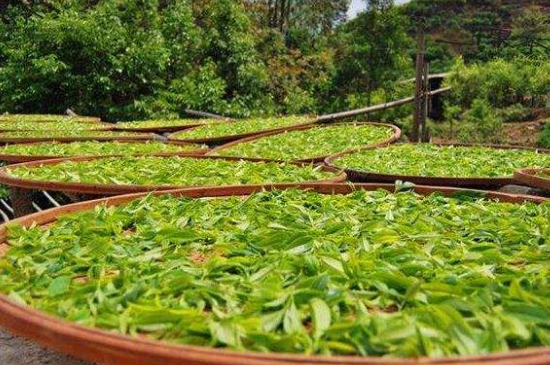 單叢茶十大香型以及常見品種大全，潮安鳳凰單樅十大名香歸類