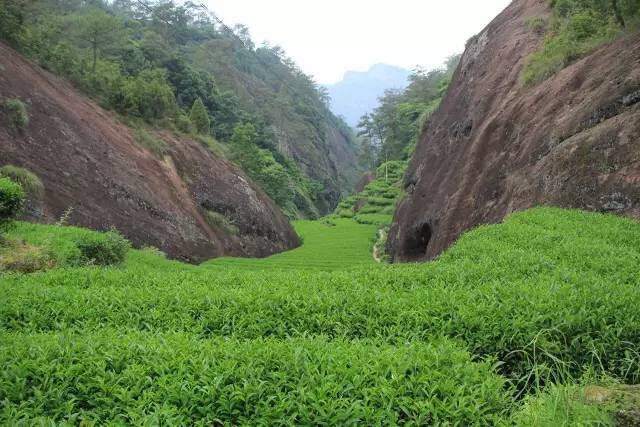 武夷山為什么盛產(chǎn)茶葉，武夷山茶為什么好喝？