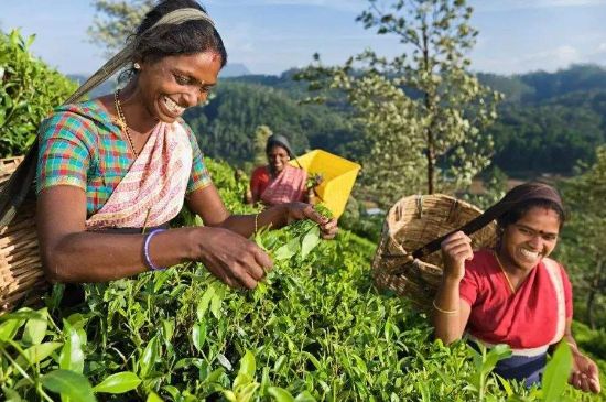 中國(guó)最好紅茶排名，中國(guó)最著名的十大紅茶