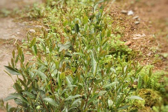 大紅袍四大品種有哪些，大紅袍的種類和著名品種特點(diǎn)介紹