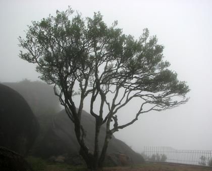 宋種一號價值為什么高，鳳凰單樅宋種1號價格與產量多少？