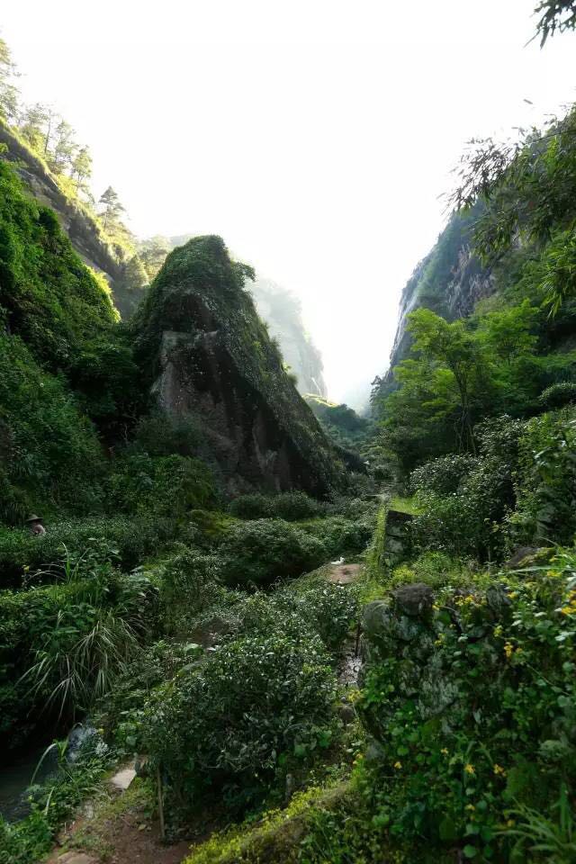 武夷山為什么盛產(chǎn)茶葉，武夷山茶為什么好喝？