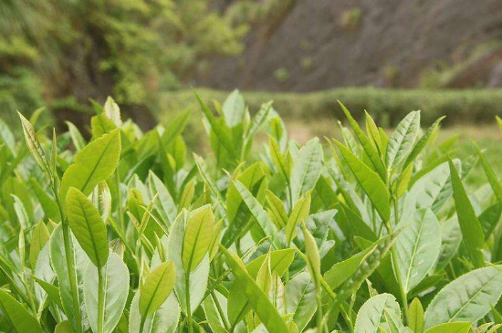 潮安鳳凰單叢十大名樅是什么，烏崠十大古樹名香品種介紹