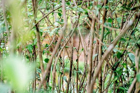 荒野銀針有什么特點，荒野銀針的味道口感咋樣？