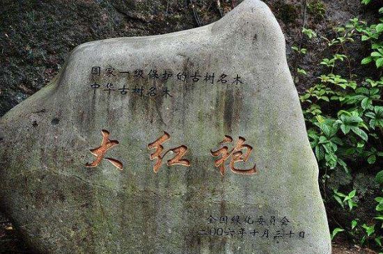 母樹大紅袍給誰喝了，為什么母樹大紅袍叫三棵六株？