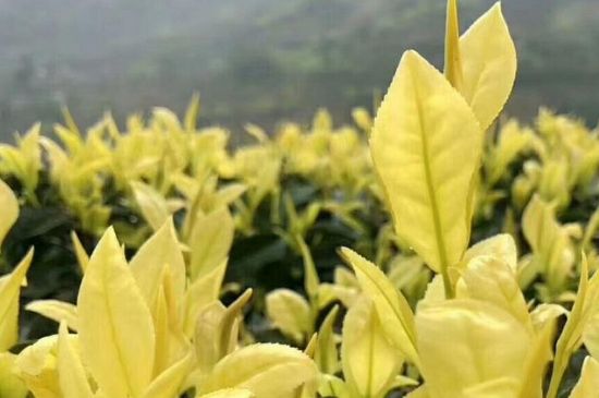 茶中奇葩黃金芽，安吉白茶中黃金芽的特點(diǎn)