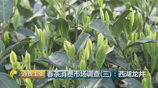 龍井群體種和43號(hào)的區(qū)別圖片，龍井43和群體種哪個(gè)好喝？