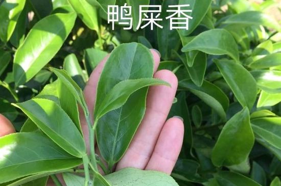 鴨屎香和大烏葉是同一種茶葉嗎，單叢大烏葉和鴨屎香有什么區(qū)別？