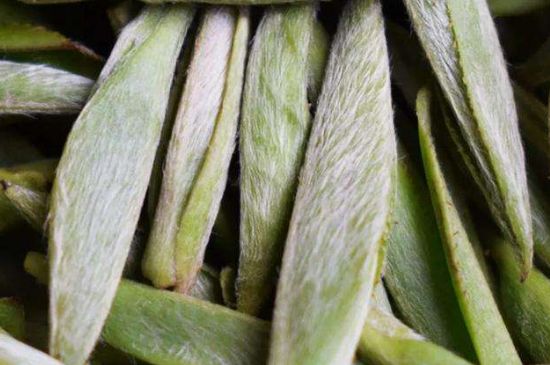 荒野銀針有什么特點，荒野銀針的味道口感咋樣？