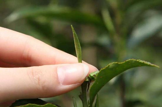 哪種金駿眉好，什么樣的金駿眉比較好