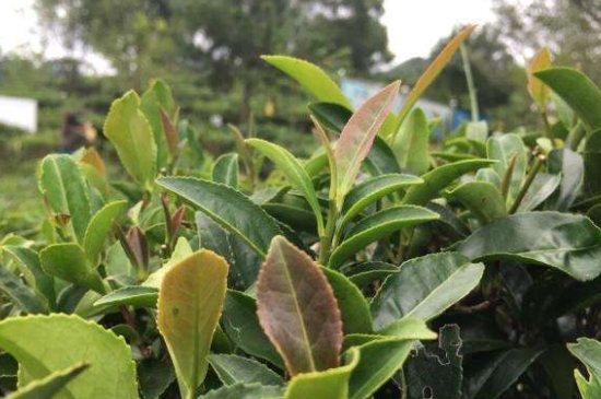 43號龍井屬于好茶嗎，龍井茶43號是什么意思？