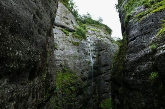 母樹大紅袍給誰喝了，為什么母樹大紅袍叫三棵六株？