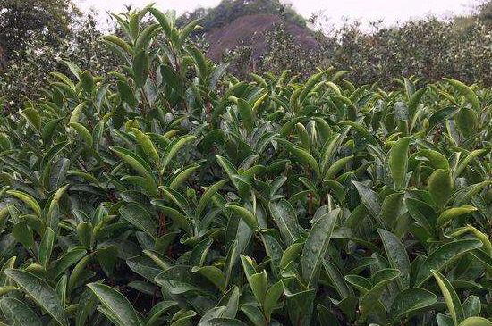 馬頭巖肉桂是大紅袍嗎，大紅袍肉桂屬于什么茶？