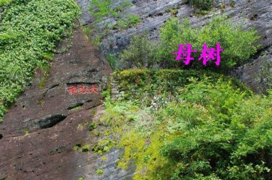 大紅袍拼配什么意思，大紅袍用什么茶拼配的