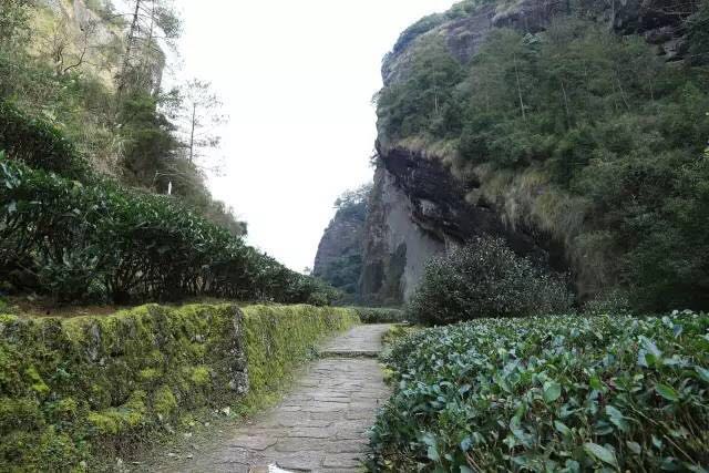 武夷山為什么盛產(chǎn)茶葉，武夷山茶為什么好喝？