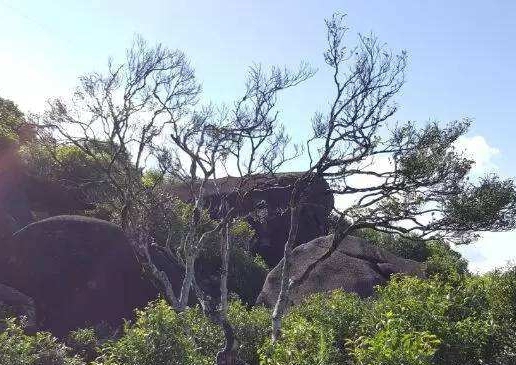 宋種一號價值為什么高，鳳凰單樅宋種1號價格與產量多少？