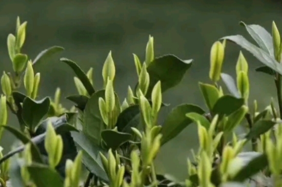 什么是雪前龍井茶，明前、雨前、雨后龍井有什么區(qū)別？