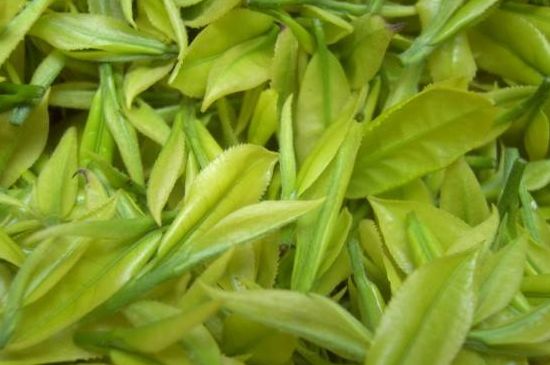 茶中奇葩黃金芽，安吉白茶中黃金芽的特點(diǎn)