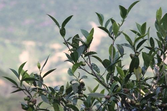 單叢茶十大香型以及常見品種大全，潮安鳳凰單樅十大名香歸類