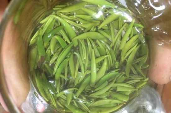 雀舌有一股青草味，雀舌為什么有青草味？