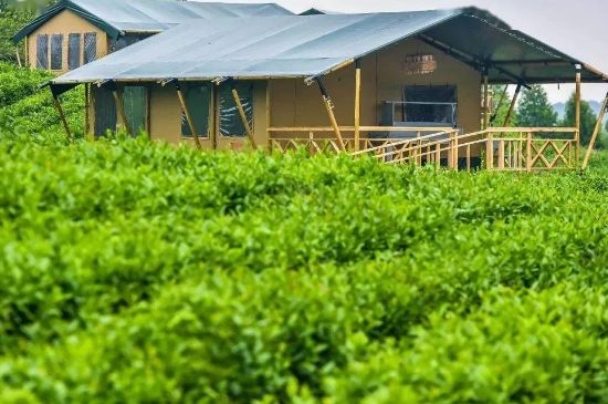 金壇雀舌算不算好茶，金壇雀舌屬于什么檔次茶葉？