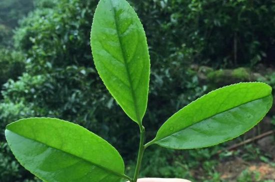 鋸朵仔跟鴨屎香哪個貴，鋸朵子和鴨屎香哪個好喝？