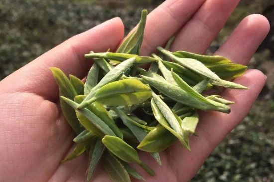 福建什么茶葉最出名，福建名茶有哪些？