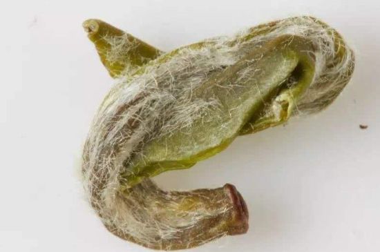 羊巖勾青是綠茶嗎，羊巖勾青茶屬于什么茶？