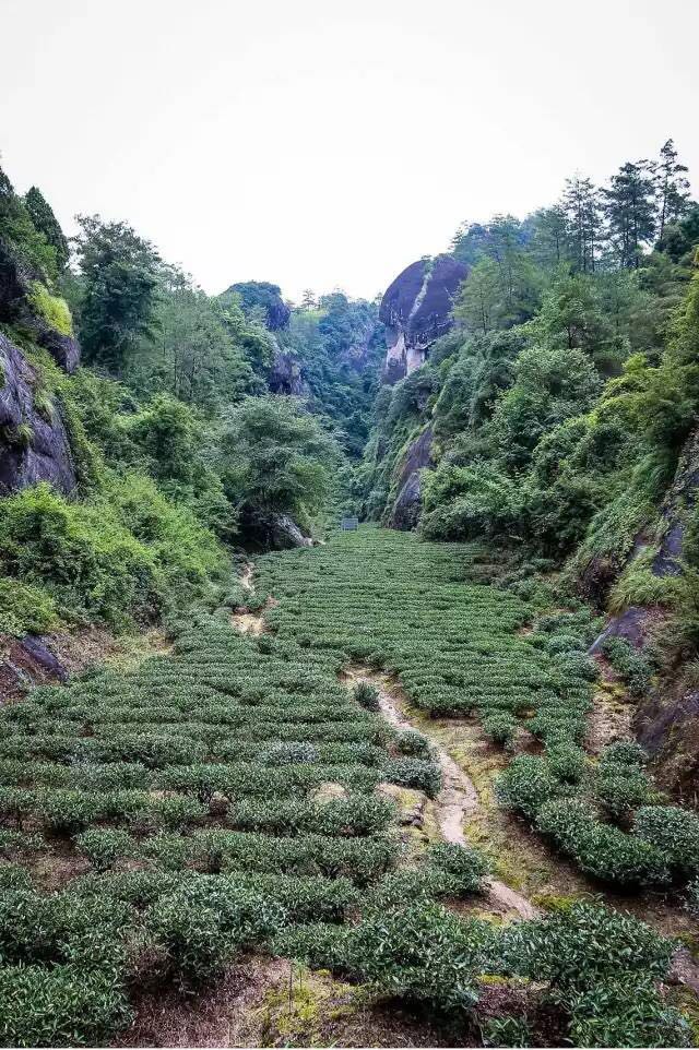 武夷山為什么盛產(chǎn)茶葉，武夷山茶為什么好喝？