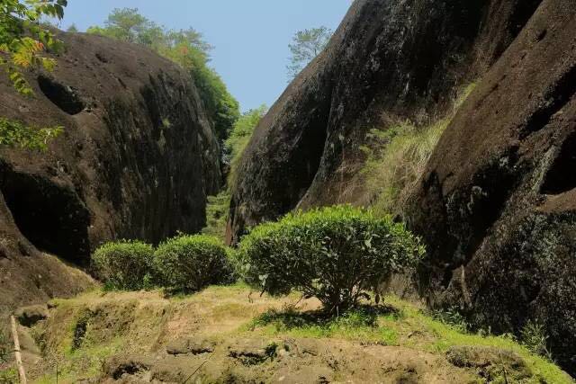 武夷山為什么盛產(chǎn)茶葉，武夷山茶為什么好喝？