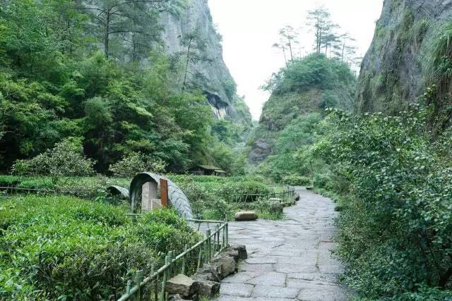 武夷山為什么盛產(chǎn)茶葉，武夷山茶為什么好喝？