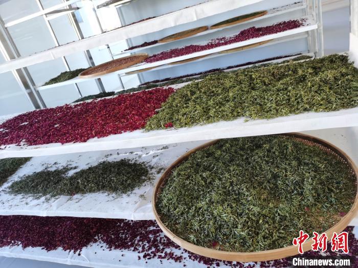 圖為王玲玲收購的各種山茶?！⊥貘Q遠 攝