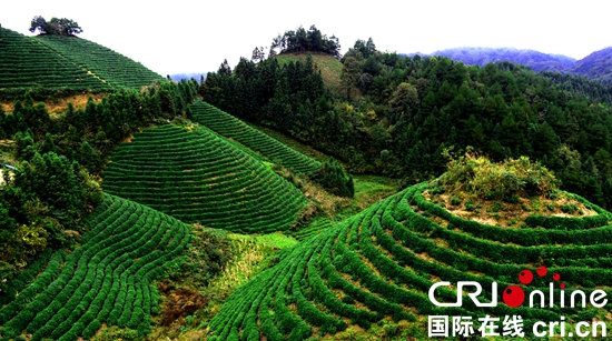 “以茶興縣”? 貴州雷山茶產業(yè)助力脫貧攻堅