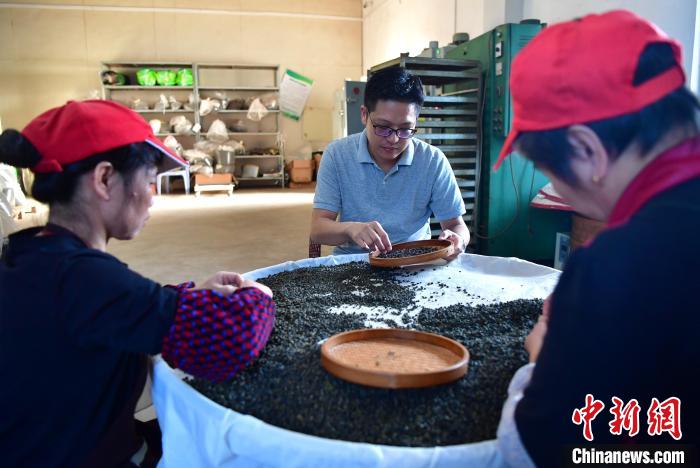 圖為張元豪在生產(chǎn)車間內(nèi)與工人一起查看茶葉品質(zhì)。　張斌 攝