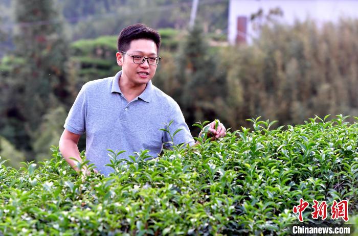 “臺二代”張元豪福建深山種茶十年：“來了，就對了”